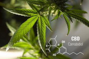 Cannabis as a Pre-Workout: Energy, Focus, and Recovery Benefits